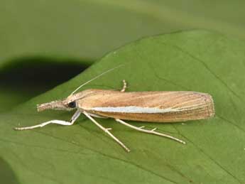 Agriphila selasella Hb. adulte - Philippe Mothiron