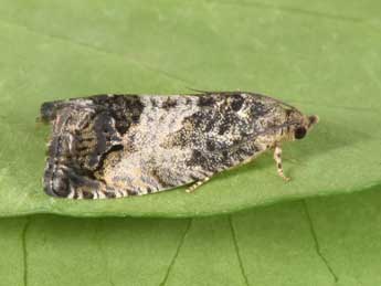 Cydia splendana Hb. adulte - Philippe Mothiron
