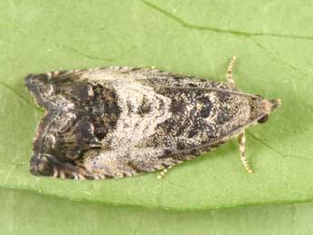 Cydia splendana Hb. adulte - Philippe Mothiron