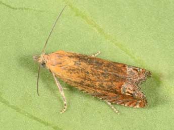 Lathronympha strigana F. adulte - Philippe Mothiron