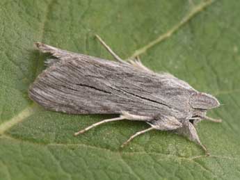 Cucullia tanaceti D. & S. adulte - Philippe Mothiron