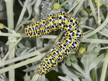  Chenille de Cucullia tanaceti D. & S. - Philippe Mothiron