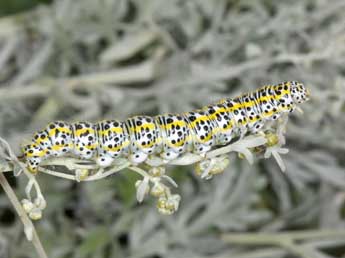  Chenille de Cucullia tanaceti D. & S. - Philippe Mothiron