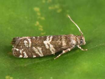 Epinotia tedella Cl. adulte - Philippe Mothiron