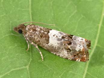 Notocelia trimaculana Hw. adulte - Philippe Mothiron