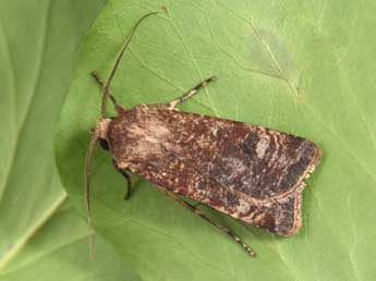 Agrotis trux Hb. adulte - Philippe Mothiron