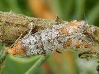 Pseudococcyx turionella L. adulte - ©Friedmar Graf