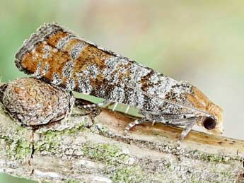 Pseudococcyx turionella L. adulte - Friedmar Graf