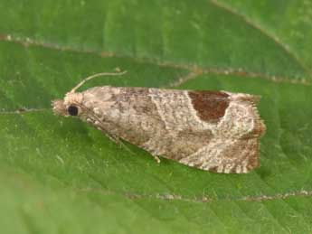 Notocelia uddmanniana L. adulte - Philippe Mothiron