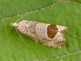 Notocelia uddmanniana L. adulte - Philippe Mothiron