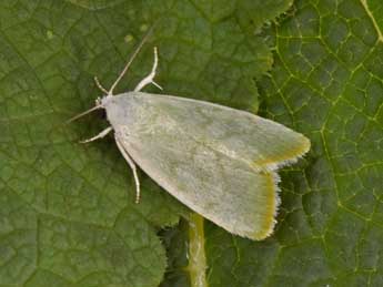 Earias vernana F. adulte - Philippe Mothiron