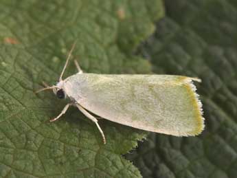 Earias vernana F. adulte - Philippe Mothiron