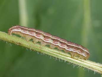  Chenille de Heliothis viriplaca Hfn. - Philippe Mothiron