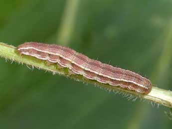  Chenille de Heliothis viriplaca Hfn. - Philippe Mothiron