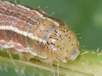  Chenille de Heliothis viriplaca Hfn. - Philippe Mothiron