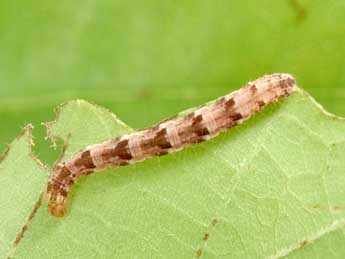  Chenille de Eupithecia abbreviata Stph. - �Philippe Mothiron