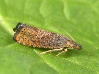 Dichrorampha aeratana Pierce & Metc. adulte - �Philippe Mothiron