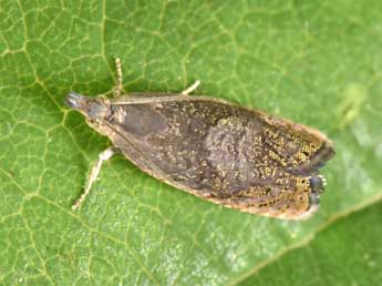 Dichrorampha aeratana Pierce & Metc. adulte - �Philippe Mothiron