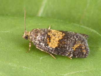 Ptycholomoides aeriferanus H.-S. adulte - �Philippe Mothiron