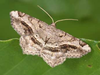 Chiasmia aestimaria Hb. adulte - �Philippe Mothiron
