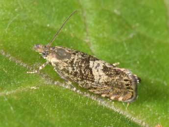 Dichrorampha agilana Tengst. adulte - �Philippe Mothiron