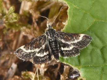 Atralata albofascialis Tr. adulte - �Philippe Mothiron