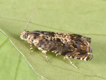 Pammene albuginana Gn. adulte - �Philippe Mothiron