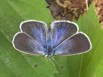 Glaucopsyche alexis Poda adulte - �Philippe Mothiron