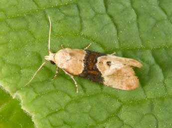 Eupoecilia ambiguella Hb. adulte - �Philippe Mothiron