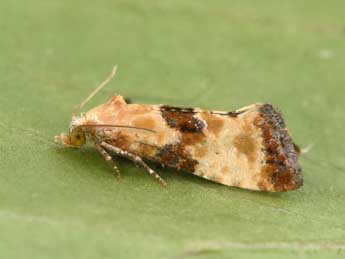 Eupoecilia angustana Hb. adulte - �Philippe Mothiron