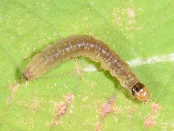  Chenille de Ditula angustiorana Hw. - �Philippe Mothiron