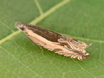 Ancylis apicella D. & S. adulte - �Philippe Mothiron