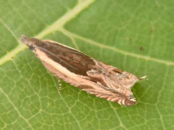 Ancylis apicella D. & S. adulte - �Philippe Mothiron