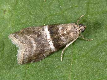 Elegia atrifasciella Rag. adulte - �Philippe Mothiron