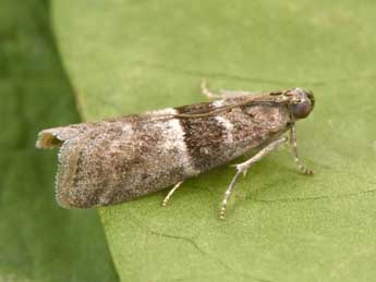 Elegia atrifasciella Rag. adulte - �Philippe Mothiron