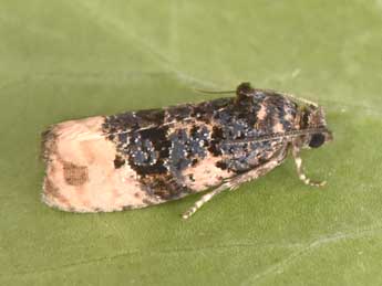 Metendothenia atropunctana Zett. adulte - �Philippe Mothiron
