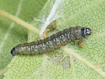  Chenille de Metendothenia atropunctana Zett. - �Patrick Clement