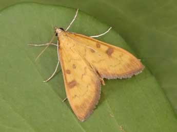 Mecyna auralis H. Peyer. adulte - �Philippe Mothiron