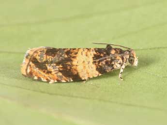 Celypha aurofasciana Hw. adulte - �Philippe Mothiron