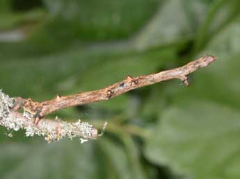  Chenille de Ennomos autumnaria Wernb. - �Philippe Mothiron