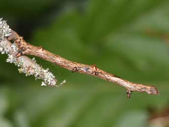  Chenille de Ennomos autumnaria Wernb. - �Philippe Mothiron