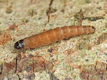  Chenille de Epinotia bilunana Hw. - �Patrick Clement