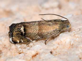 Pammene blockiana H.-S. adulte - �Philippe Fr�lon