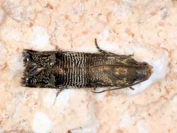 Pammene blockiana H.-S. adulte - �Philippe Fr�lon