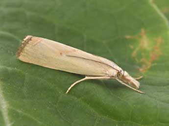 Xanthocrambus caducellus M�ll.-Rtz adulte - �Philippe Mothiron