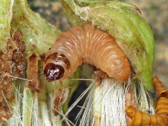  Chenille de Eucosma campoliliana D. & S. - �Patrick Clement