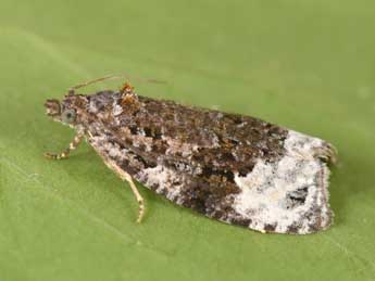 Apotomis capreana Hb. adulte - �Philippe Mothiron