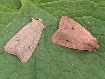 Xestia castanea Esp. adulte - �Philippe Mothiron