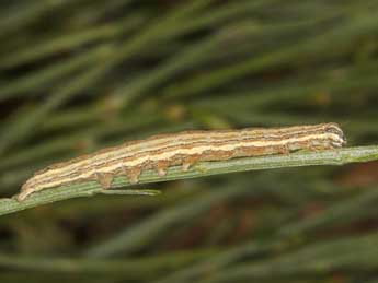  Chenille de Autophila cataphanes Hb. - �Wolfgang Wagner, www.pyrgus.de
