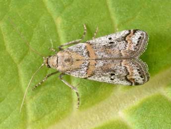 Acrobasis centunculella Mann adulte - �Philippe Mothiron